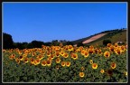 Semplice campo di girasoli Semplice campo di girasoli