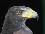 Falco Falco