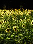 Ho manipulato l'immagine con Photoshop per trovare un'atmosphera un p� diversa dalle soliti foto di girasoli