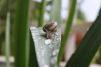 lumaca_discesa lumaca_discesa