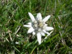 Stella alpina Stella alpina