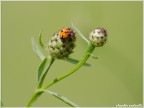 coccinella?