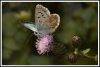 farfalla farfalla