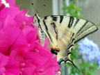 farfalla in citt�