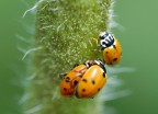 il terzo incomodo il terzo incomodo