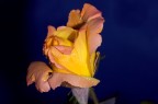 Rosa gialla Rosa gialla