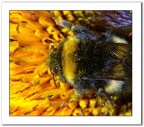 polline di girasole