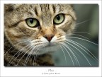 Gatto Gatto