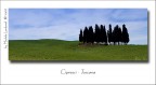 Cipressi Cipressi