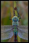 Anax Imperator (il gioiello) Anax Imperator (il gioiello)