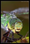 Anax Imperator (incontri ravvicinati 2) Anax Imperator (incontri ravvicinati 2)