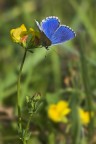 giallo e blu giallo e blu