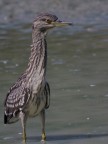 Giovane Nitticora? Giovane Nitticora?