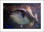 Identificazione Pesce :) Identificazione Pesce :)