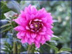 Dalia Dalia