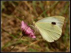 Pieris brassicae Pieris brassicae