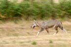lupo appenninico lupo appenninico