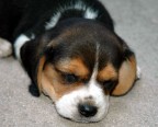 Una delle due cucciolete appena arrivate a casa... Si chiama Diana, � un Beagle :)