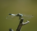libellula