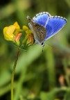 blu e giallo blu e giallo