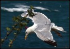 Volo libero Volo libero