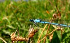 La prima Libellula... La prima Libellula...