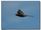 Cuculo in volo Cuculo in volo