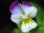 Viola Viola