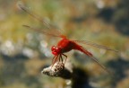 rosso rosso