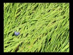 Farfallina Farfallina