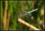 dragonfly in blue dragonfly in blue