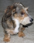 Camillo Camillo