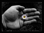 the big flower the big flower