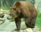 orso orso