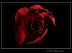 Red Rose