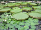 Pianta acquatica Pianta acquatica