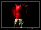 Deep red Deep red