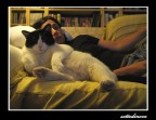 Il padrone di casa Il padrone di casa