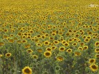 Campo di Girasoli Campo di Girasoli