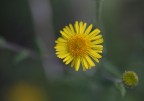 macro macro
