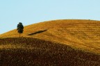 Uno, nessuno e centomila Uno, nessuno e centomila