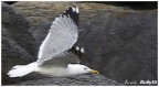 In volo In volo