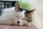 gatto che dorme gatto che dorme
