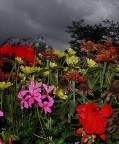 Fiori e Burrasca Fiori e Burrasca