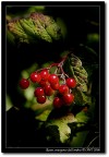 Rosse, emergono dall'ombra... Rosse, emergono dall'ombra...