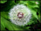 Fiore (non so come si chiama in verità) :) Fiore (non so come si chiama in verità) :)