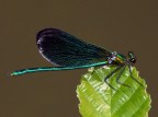Libellula Libellula