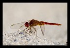 Libellula al sole