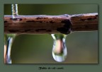 Water drops Water drops