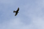 Falco? Falco?